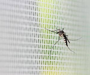 7 Different Mosquito net for Windows – Fliegengitter Fenster